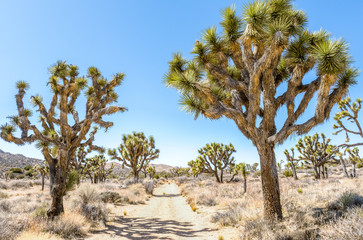 Joshua trees (Yucca brevifolia) on Stubbe Springs Loop in Joshua Tree National Park, California