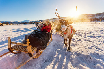 Reindeer safari