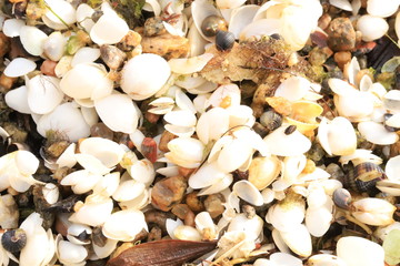 Bunch of white tiny seashells 