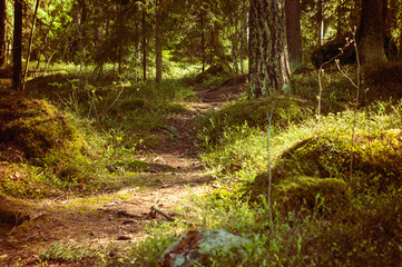 Fototapete bei efototapeten.de bestellen   
