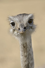 Portret of a ostrich
