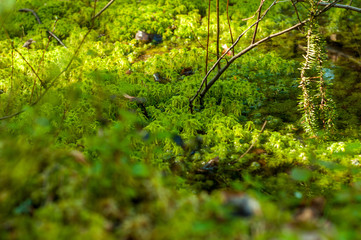 Swamp and moss during Finnish Summer. A forest in Finland is green, clear and calm