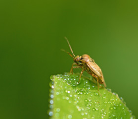 the bedbug sits on a leaf.