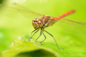 Dragonfly sitting on the stem of the plant.