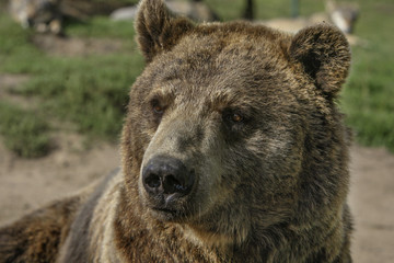 Portret of a brown bear © renatepeppenster