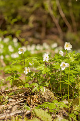 Wood anemone during Spring season in Finland on a sunny day