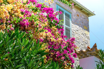 Fototapeta na wymiar Hydra Flowers Surrounding Beautiful House