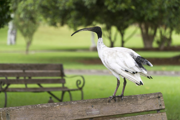 Ibis in Sydney