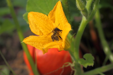 Bee on a yellow flower and an orange pumpkin.