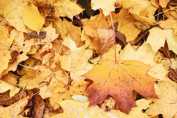 background of autumn leaves. A maple leaf on a yellow-orange background