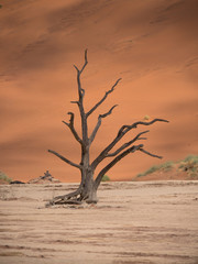 Fototapeta na wymiar DeadVlei salt pan in Sossusvlei, inside the Namib-Naukluft Park in Namibia.