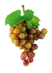 Champagne Grapes isolated without a shadow. Vine with grapes and green leaves. Close-up.