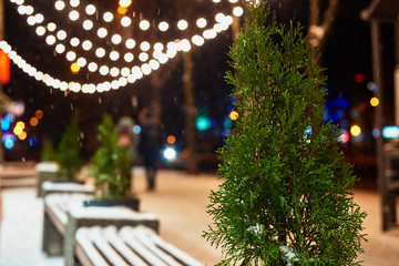 Thuja on christmas background