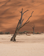 DeadVlei salt pan in Sossusvlei, inside the Namib-Naukluft Park in Namibia.