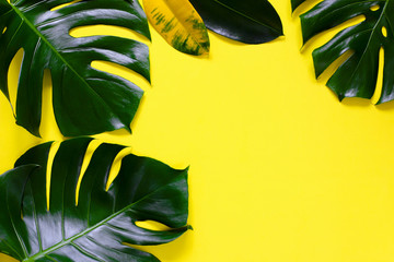 Fototapeta na wymiar Monster leaves on yellow background, Flat layout, top view, free space