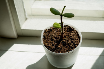 Closeup of a minimalistic houseplant growing in a glass vase in a windowsill with spring sunlight