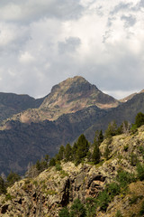 Pine Trees and a Mountain Top