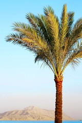 Palm tree and mount background on sunset