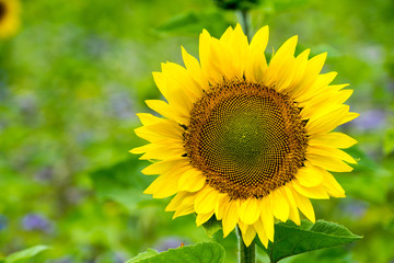 Huge yellow sunflower blooming beautiful in summer sun