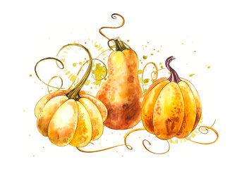 Pumpkins composition. Hand drawn watercolor painting on white background. Watercolor illustration with a splash. Happy Thanksgiving Pumpkin.