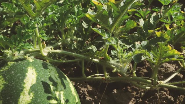 Watermelon fields under the sun. Watermelon fruit plant in field ready for harvest. 4K 