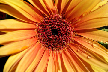 Portrait of orange gerbera flower in the summer garden