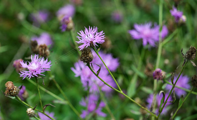 Fototapeta premium Blossom cornflower with purple image of flowers
