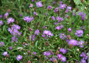 Blossom cornflower with purple image of flowers