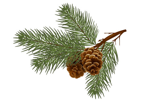 Cedar / pine branch with cones. Isolated without a shadow. naturein the details. Drawing. Christmas decor.