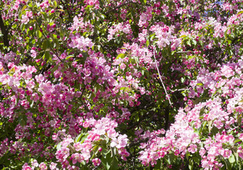 Naklejka premium blooming cherry tree with pink flowers in spring. background, nature.