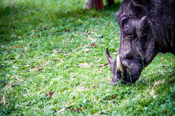 Close up of a warthog's face as it rummages in the grass, in Queen Elizabeth National Park, Uganda