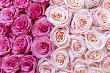 Obraz na płótnie Canvas Pink and cream-colored roses background.