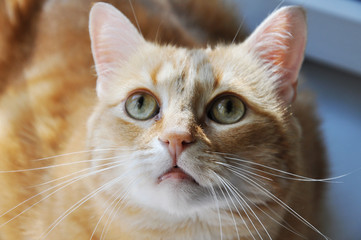 orange cat beside the window
