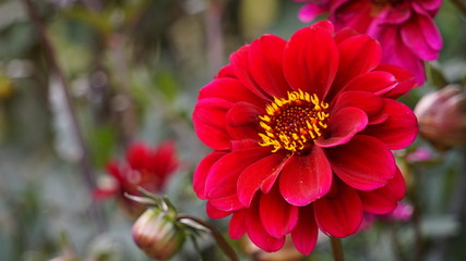 Flor