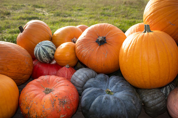 Pumpkins for Sale on Market