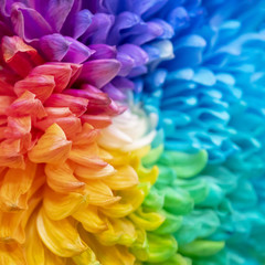 Fototapeta premium Chrysanthemums are flowering plants of the genus Chrysanthemum in the family Asteraceae. They are native to Asia and northeastern Europe.