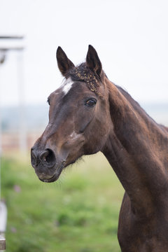A brown horse