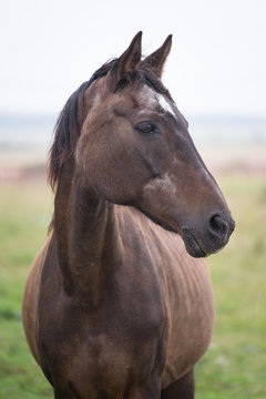 A brown horse
