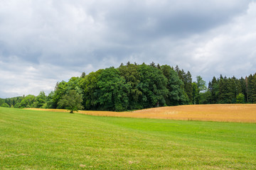 Green pastures and forest next to orange field