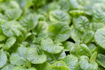 Young, green sprouts in the field.