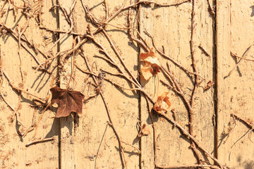Abgestorbene Efeuranken auf Holzwand