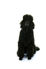 A black king poodle isolated in white