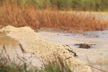 Bunch of white tiny seashells 