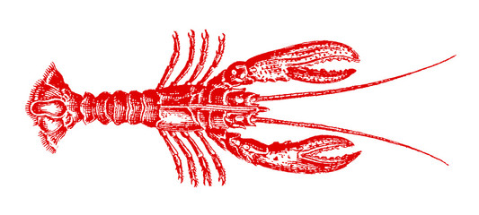 Red lobster homarus in top view. Illustration after vintage lithography engraving from 19th century