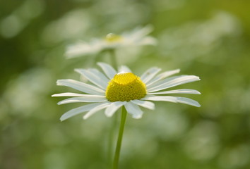 Chamomile flower with dew drop close-up