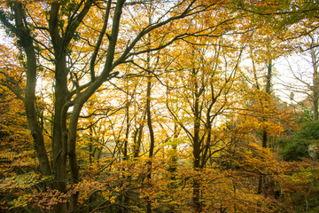 Fall season at the Montseny in Catalonia, Spain.