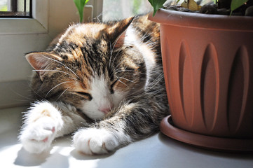 cute sleeping cat near the flowerpot