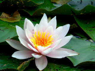 lilie wodne -ozdoba oczka wodnego © Katarzyna