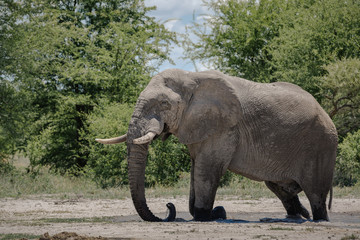 Elephant Bull Savuti 