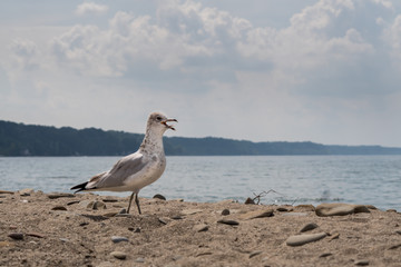 seagull on the beach 2